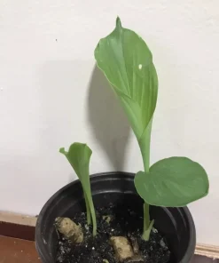 Rare White Turmeric Live Plant (Curcuma Zeodaria) - 5-10 inch Flowering Ginger - Image 1