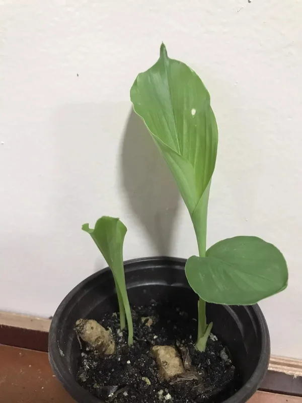 Rare White Turmeric Live Plant (Curcuma Zeodaria) - 5-10 inch Flowering Ginger - Image 1