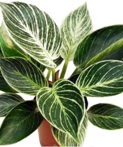 Rare White Veined Birkin Philodendron Live Plant - 4 inch Pot - Indoor Houseplant - Image 2