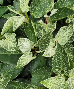 Rare White Veined Birkin Philodendron Live Plant - 4 inch Pot - Indoor Houseplant - Image 3