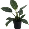 Rare White Veined Birkin Philodendron Live Plant - 4 inch Pot - Indoor Houseplant - Image 1