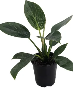 Rare White Veined Birkin Philodendron Live Plant - 4 inch Pot - Indoor Houseplant - Image 1