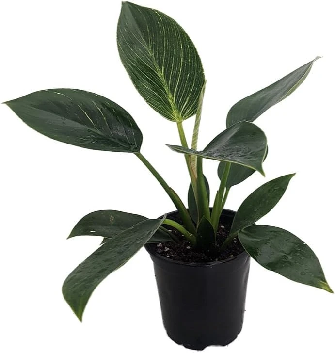 Rare White Veined Birkin Philodendron Live Plant - 4 inch Pot - Indoor Houseplant - Image 1
