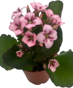 Raspberry Kalanchoe Live Plant – 2.5
