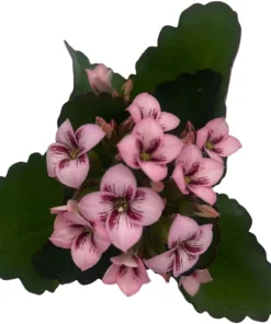 Raspberry Kalanchoe Live Plant – 2.5