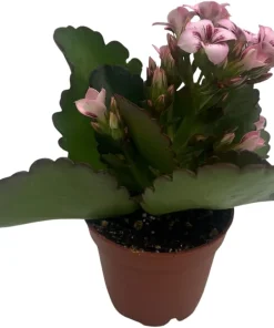 Raspberry Kalanchoe Live Plant – 2.5