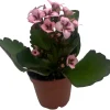 Raspberry Kalanchoe Live Plant – 2.5" Pot – In Bud & Bloom – Houseplant - Image 1