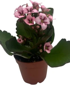 Raspberry Kalanchoe Live Plant – 2.5