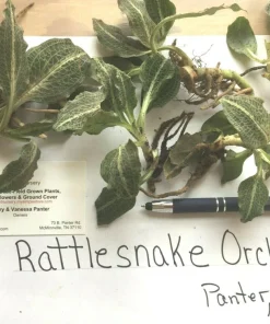 Rattlesnake Orchid Live Plant - 5 Root Systems - Zones 4-8 - Outdoor - Image 2