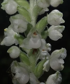 Rattlesnake Orchid Live Plant - 5 Root Systems - Zones 4-8 - Outdoor - Image 3