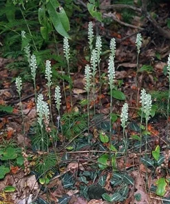 Rattlesnake Orchid Live Plant - 5 Root Systems - Zones 4-8 - Outdoor - Image 4