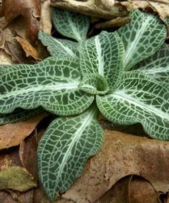 Rattlesnake Orchid Live Plant - 5 Root Systems - Zones 4-8 - Outdoor - Image 5