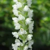 Rattlesnake Orchid Live Plant - 5 Root Systems - Zones 4-8 - Outdoor - Image 1