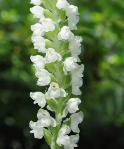 Rattlesnake Orchid Live Plant - 5 Root Systems - Zones 4-8 - Outdoor - Image 1