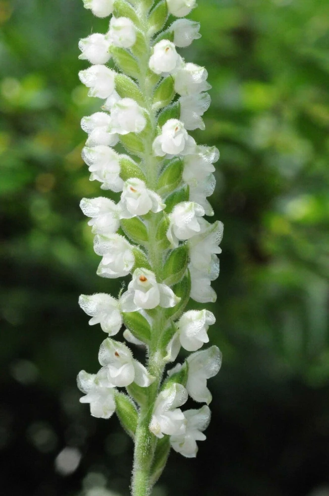 Rattlesnake Orchid Live Plant - 5 Root Systems - Zones 4-8 - Outdoor - Image 1