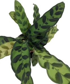 Rattlesnake Plant Calathea lancifolia Live Plant - Easy Houseplant in 2.5" Pot - Image 2