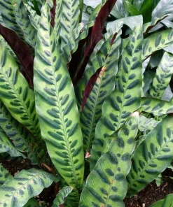 Rattlesnake Plant Calathea lancifolia Live Plant - Easy Houseplant in 2.5