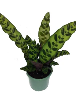 Rattlesnake Plant Calathea lancifolia Live Plant - Easy Houseplant in 2.5