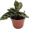 Rattlesnake Plant Calathea lancifolia Live Plant - Easy Houseplant in 2.5" Pot - Image 1