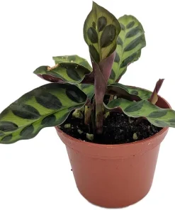 Rattlesnake Plant Calathea lancifolia Live Plant - Easy Houseplant in 2.5