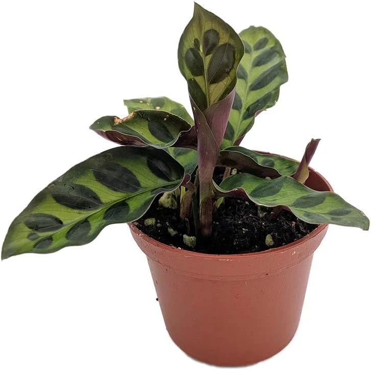Rattlesnake Plant Calathea lancifolia Live Plant - Easy Houseplant in 2.5" Pot - Image 1