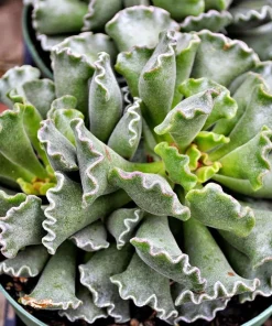 Ravioli Plant (Adromischus cristatus) Live Succulent - 2 Pack, 2 inch Pots - Image 2