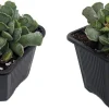Ravioli Plant (Adromischus cristatus) Live Succulent - 2 Pack, 2 inch Pots - Image 1