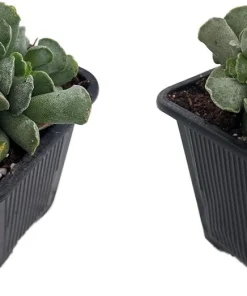 Ravioli Plant (Adromischus cristatus) Live Succulent - 2 Pack, 2 inch Pots - Image 1