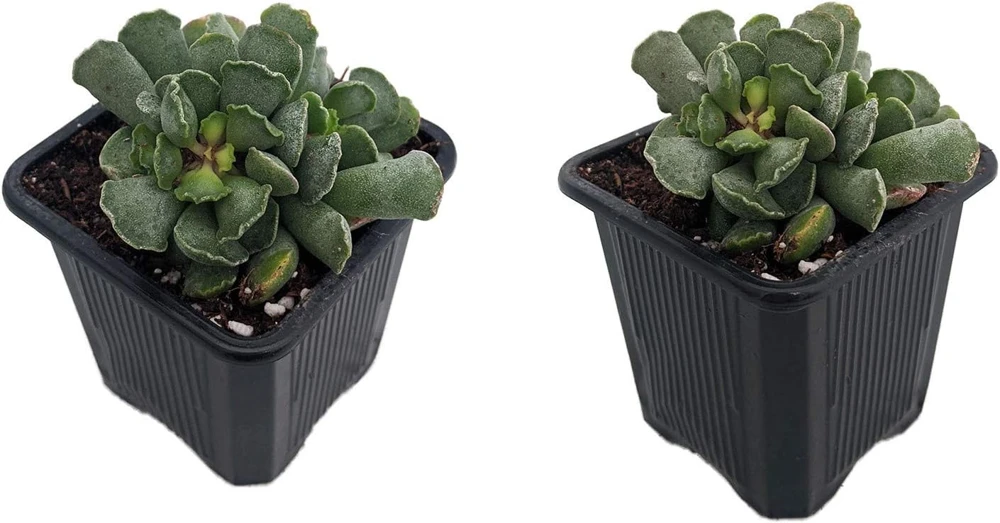 Ravioli Plant (Adromischus cristatus) Live Succulent - 2 Pack, 2 inch Pots - Image 1