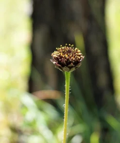 Rayless Sunflower Seeds - 50 Helianthus Radula Seeds, US Native Yellow Purple Brown Flower, Outdoors after frost - Image 2