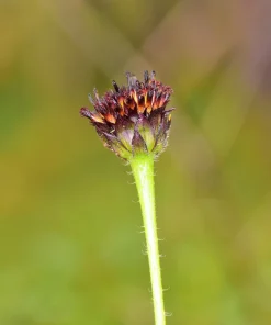 Rayless Sunflower Seeds - 50 Helianthus Radula Seeds, US Native Yellow Purple Brown Flower, Outdoors after frost - Image 3