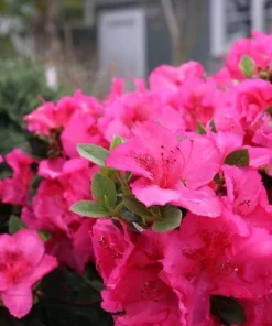 Reblooming Azalea Live Plant - Epic Pink, 4" Pot, Rhododendron, Outdoor Shrub - Image 2