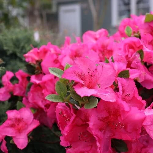 Reblooming Azalea Live Plant - Epic Pink, 4" Pot, Rhododendron, Outdoor Shrub - Image 2
