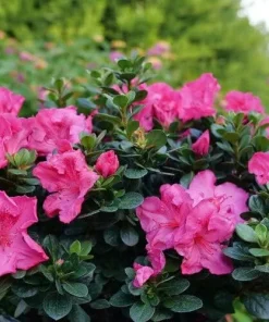Reblooming Azalea Live Plant - Epic Pink, 4