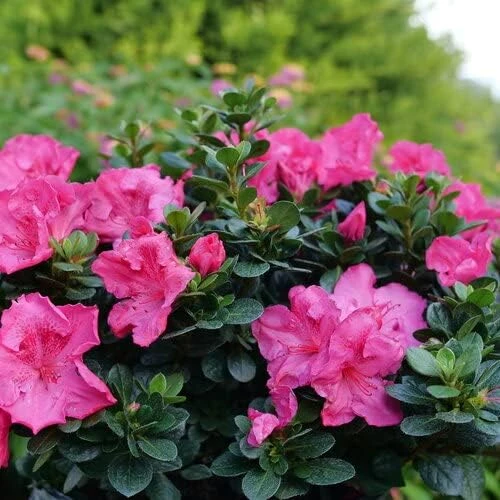 Reblooming Azalea Live Plant - Epic Pink, 4" Pot, Rhododendron, Outdoor Shrub - Image 1