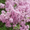 Reblooming Lilac Live Plant - Purplish-Pink Flowers - 4 inch Pot - Outdoor Shrub - Image 1