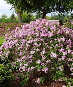 Reblooming Lilac Live Plant - Purplish-Pink Flowers - 4 inch Pot - Outdoor Shrub - Image 2