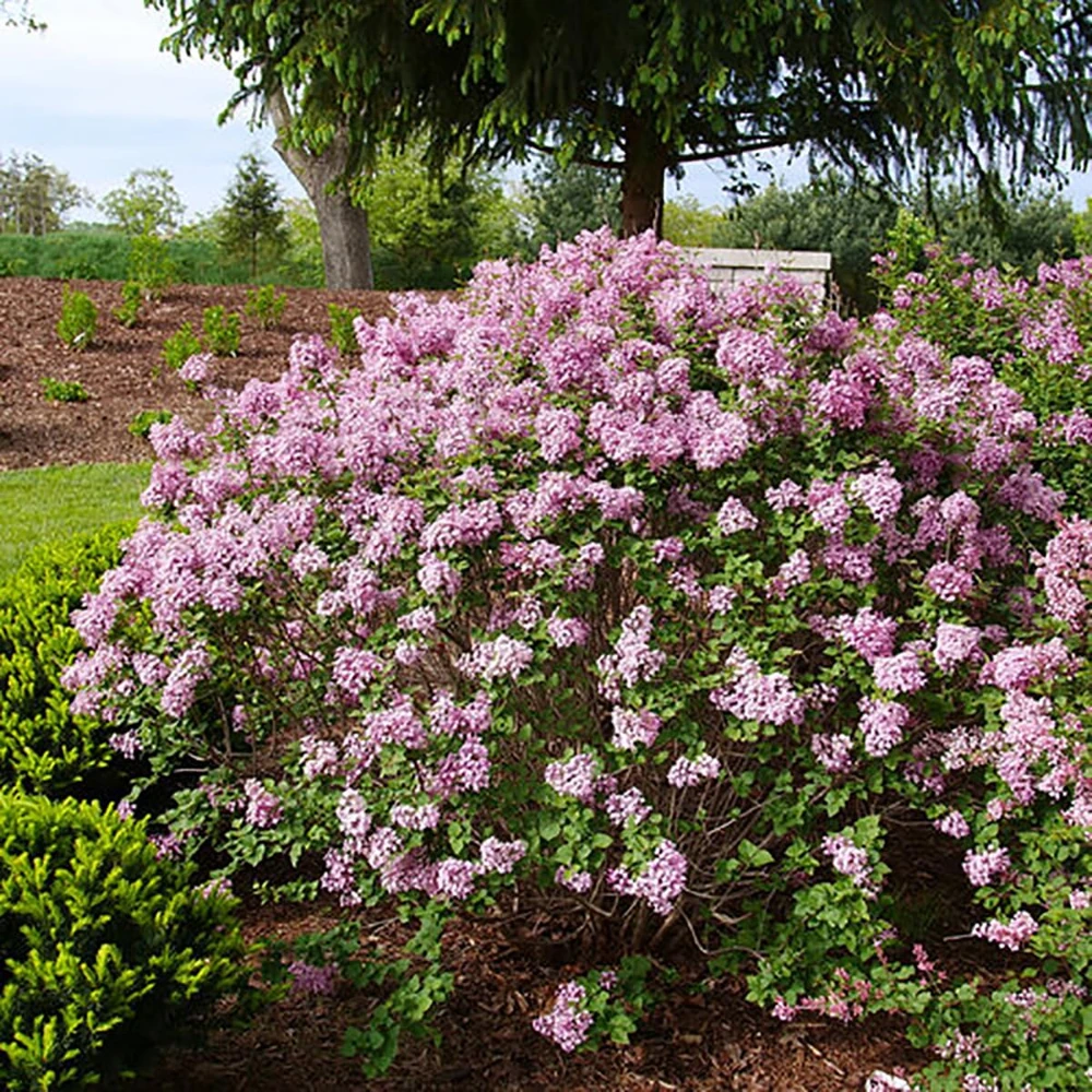 Reblooming Lilac Live Plant - Purplish-Pink Flowers - 4 inch Pot - Outdoor Shrub - Image 2