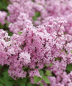 Reblooming Lilac Live Plant - Purplish-Pink Flowers - 4 inch Pot - Outdoor Shrub - Image 3