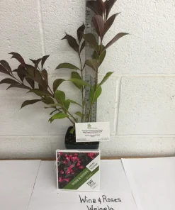 Reblooming Weigela Live Plant – Rosy Pink Flowers – Dark Foliage – 1 Quart Pot – Outdoor Shrub - Image 2