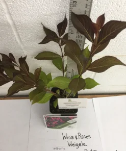 Reblooming Weigela Live Plant – Rosy Pink Flowers – Dark Foliage – 1 Quart Pot – Outdoor Shrub - Image 4