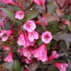 Reblooming Weigela Live Plant – Rosy Pink Flowers – Dark Foliage – 1 Quart Pot – Outdoor Shrub - Image 1
