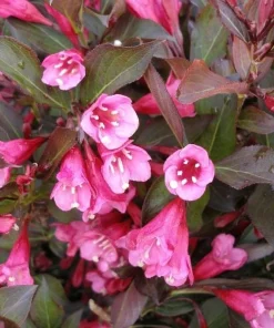 Reblooming Weigela Live Plant – Rosy Pink Flowers – Dark Foliage – 1 Quart Pot – Outdoor Shrub - Image 1