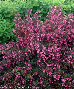 Reblooming Weigela Live Plant – Rosy Pink Flowers – Dark Foliage – 1 Quart Pot – Outdoor Shrub - Image 5