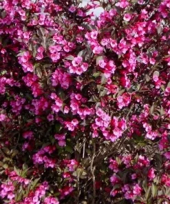 Reblooming Weigela Live Plant – Rosy Pink Flowers – Dark Foliage – 1 Quart Pot – Outdoor Shrub - Image 6