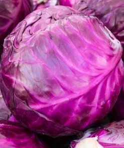 Red Acre Cabbage Seeds - 500 Count Brassica Oleracea Capitata for Garden - Image 2