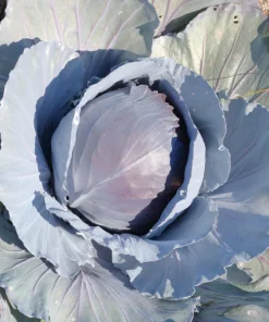 Red Acre Cabbage Seeds - 500 Count Brassica Oleracea Capitata for Garden - Image 4