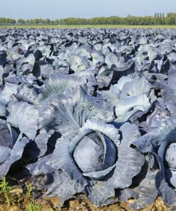 Red Acre Cabbage Seeds - 500 Count Brassica Oleracea Capitata for Garden - Image 5