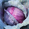 Red Acre Cabbage Seeds - 500 Count Brassica Oleracea Capitata for Garden - Image 1
