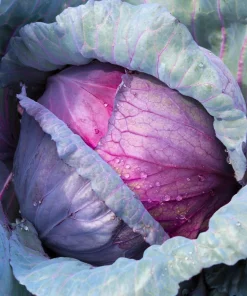 Red Acre Cabbage Seeds - 500 Count Brassica Oleracea Capitata for Garden - Image 1
